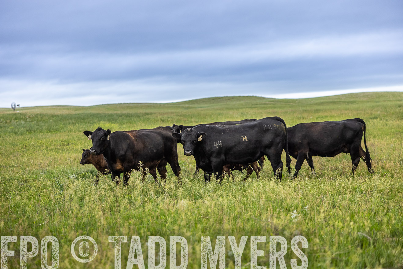 TMyers_PP_MilldaleRanch_Nebraska_June2024-515138