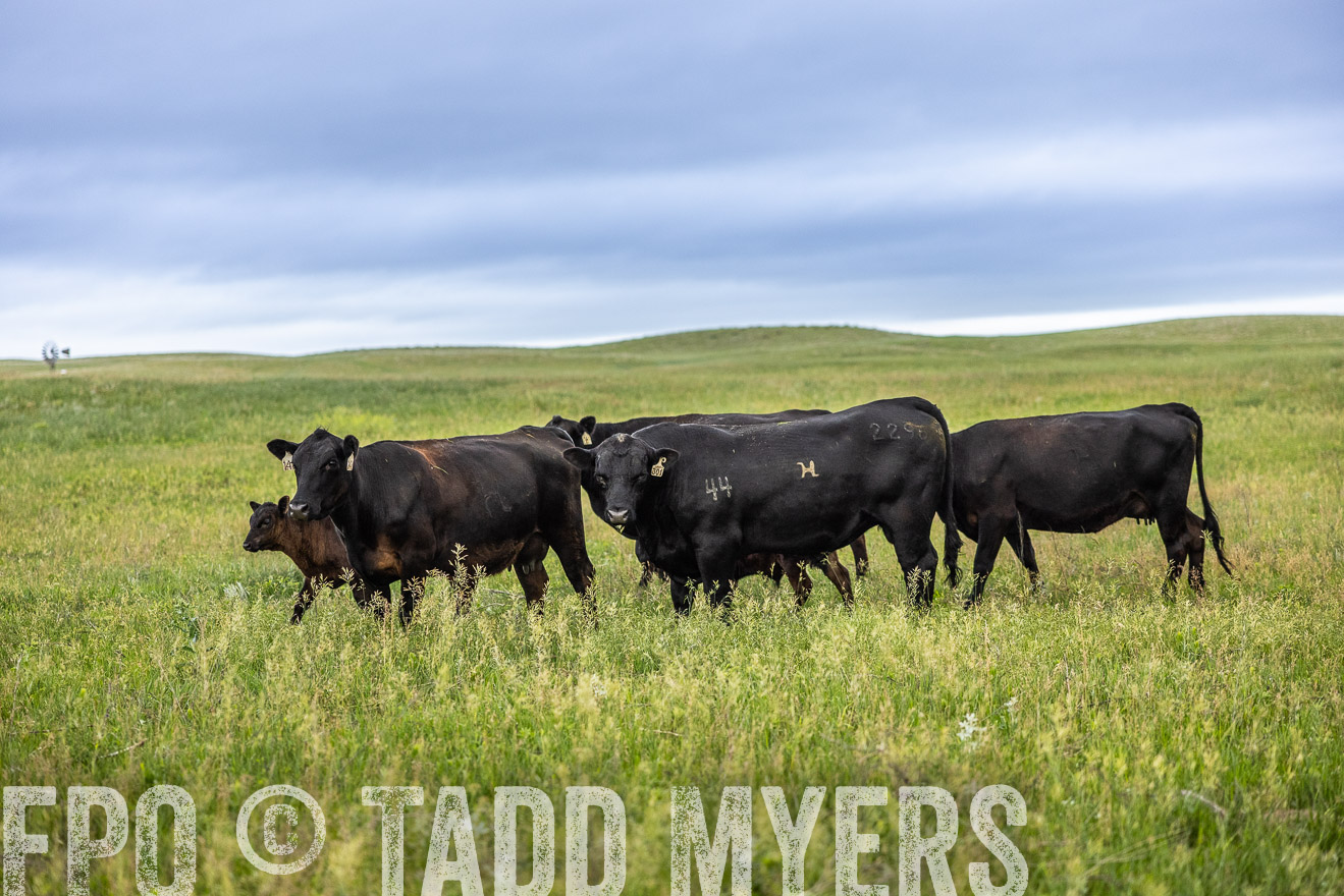TMyers_PP_MilldaleRanch_Nebraska_June2024-515141