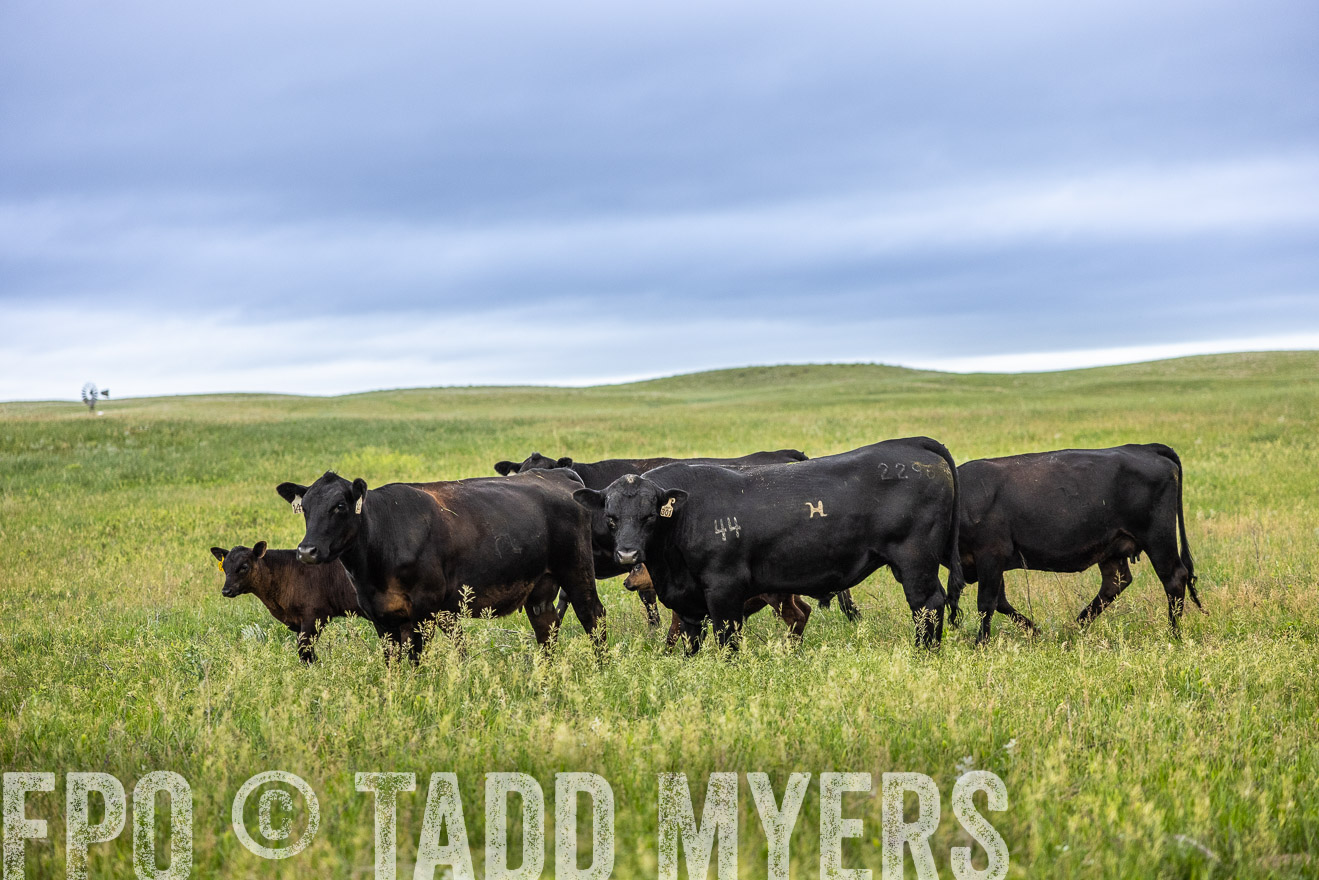 TMyers_PP_MilldaleRanch_Nebraska_June2024-515143