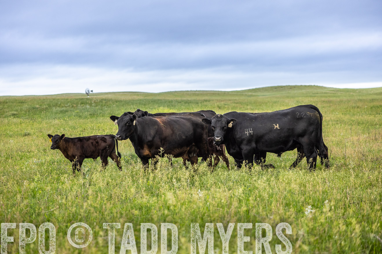 TMyers_PP_MilldaleRanch_Nebraska_June2024-515151