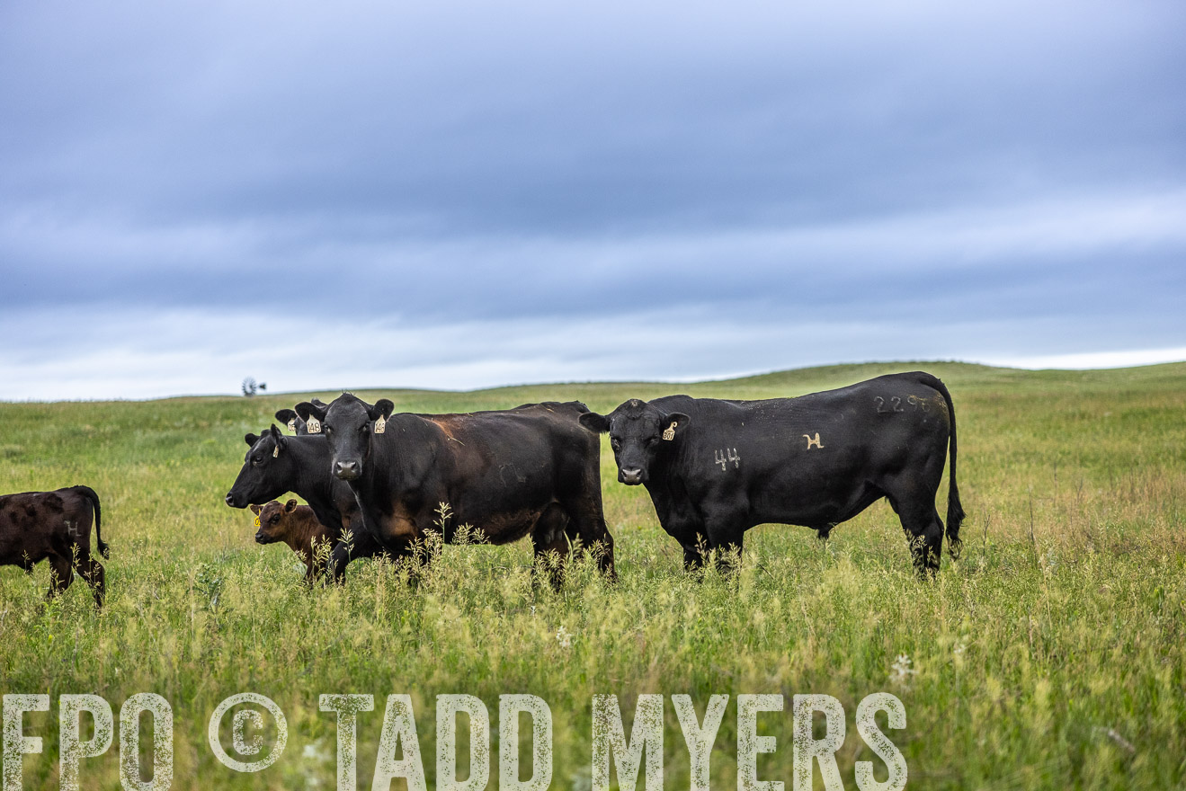 TMyers_PP_MilldaleRanch_Nebraska_June2024-515155