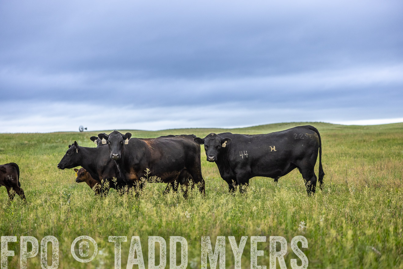 TMyers_PP_MilldaleRanch_Nebraska_June2024-515158
