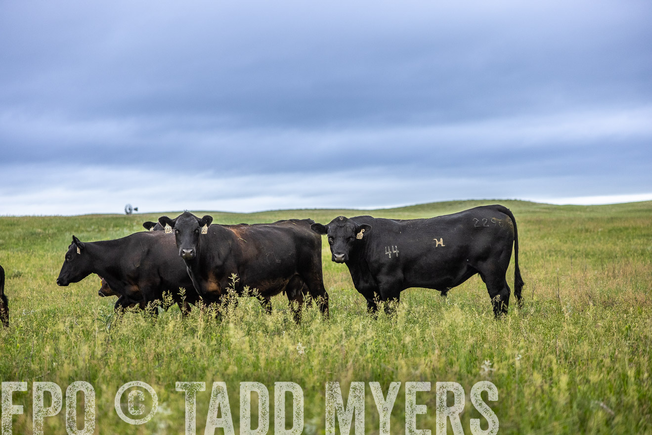 TMyers_PP_MilldaleRanch_Nebraska_June2024-515160