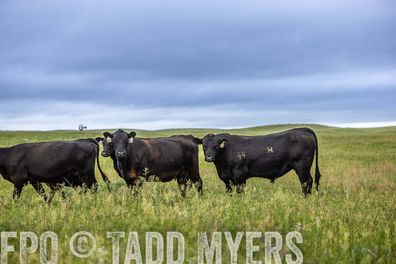 TMyers_PP_MilldaleRanch_Nebraska_June2024-515169