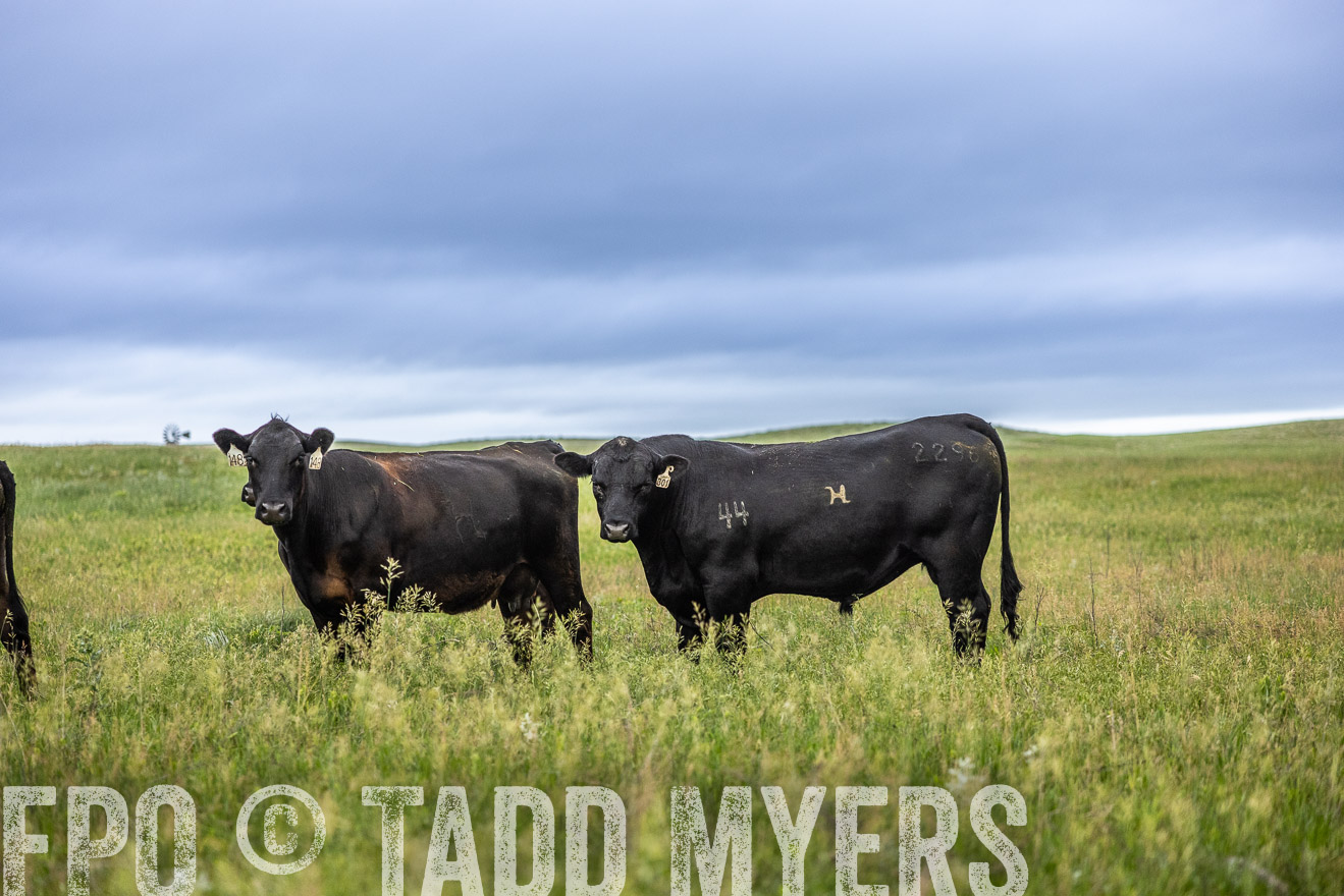 TMyers_PP_MilldaleRanch_Nebraska_June2024-515187