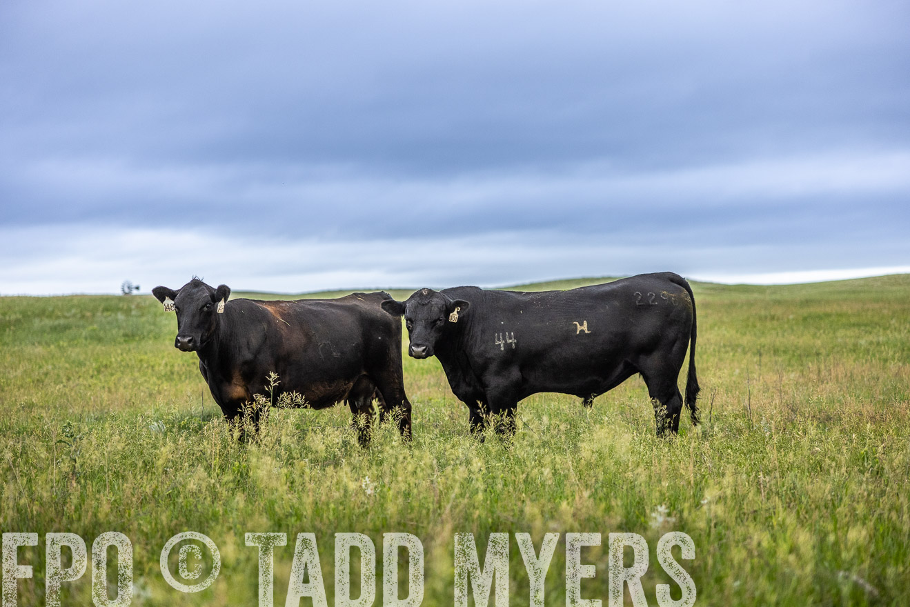 TMyers_PP_MilldaleRanch_Nebraska_June2024-515193