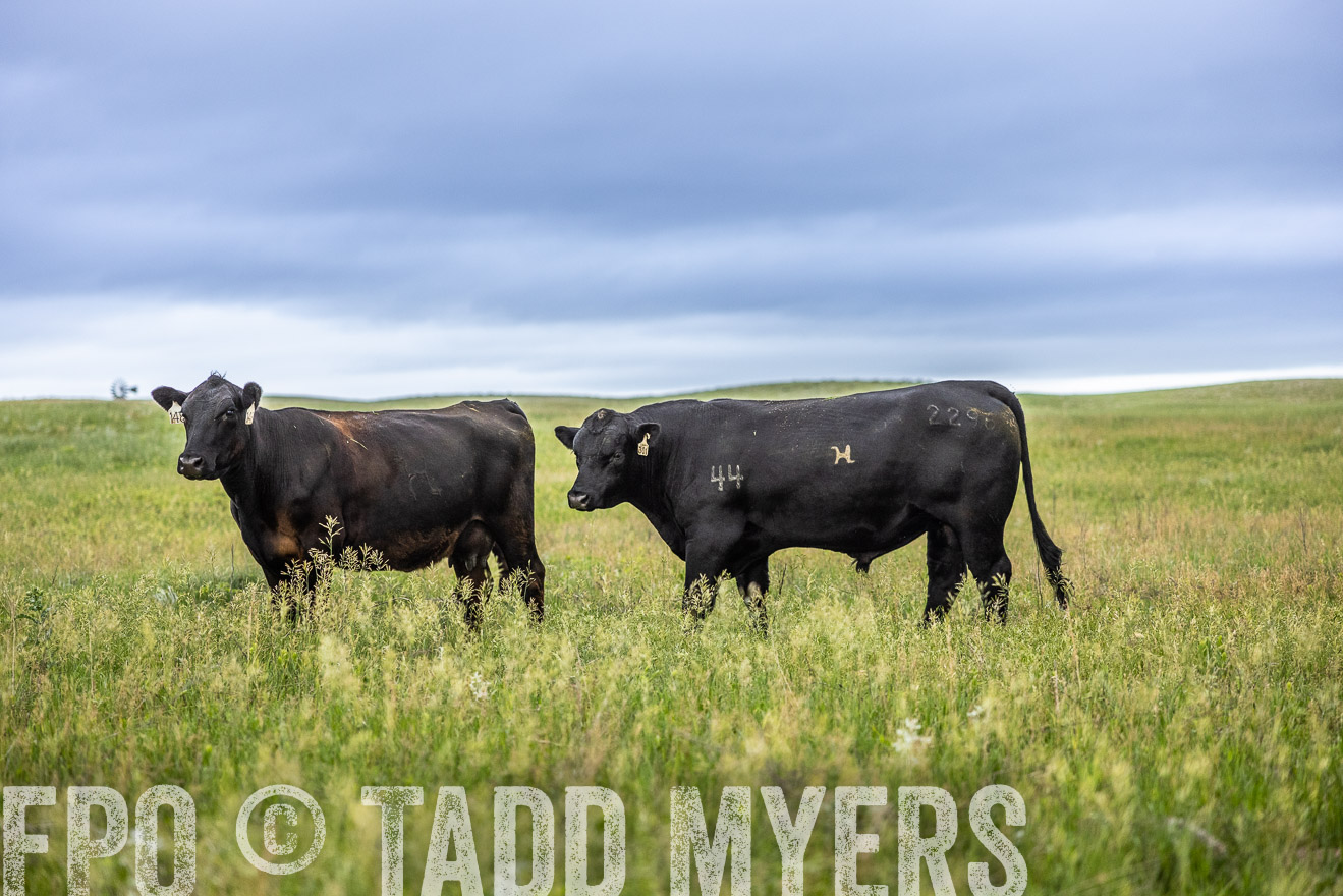 TMyers_PP_MilldaleRanch_Nebraska_June2024-515201