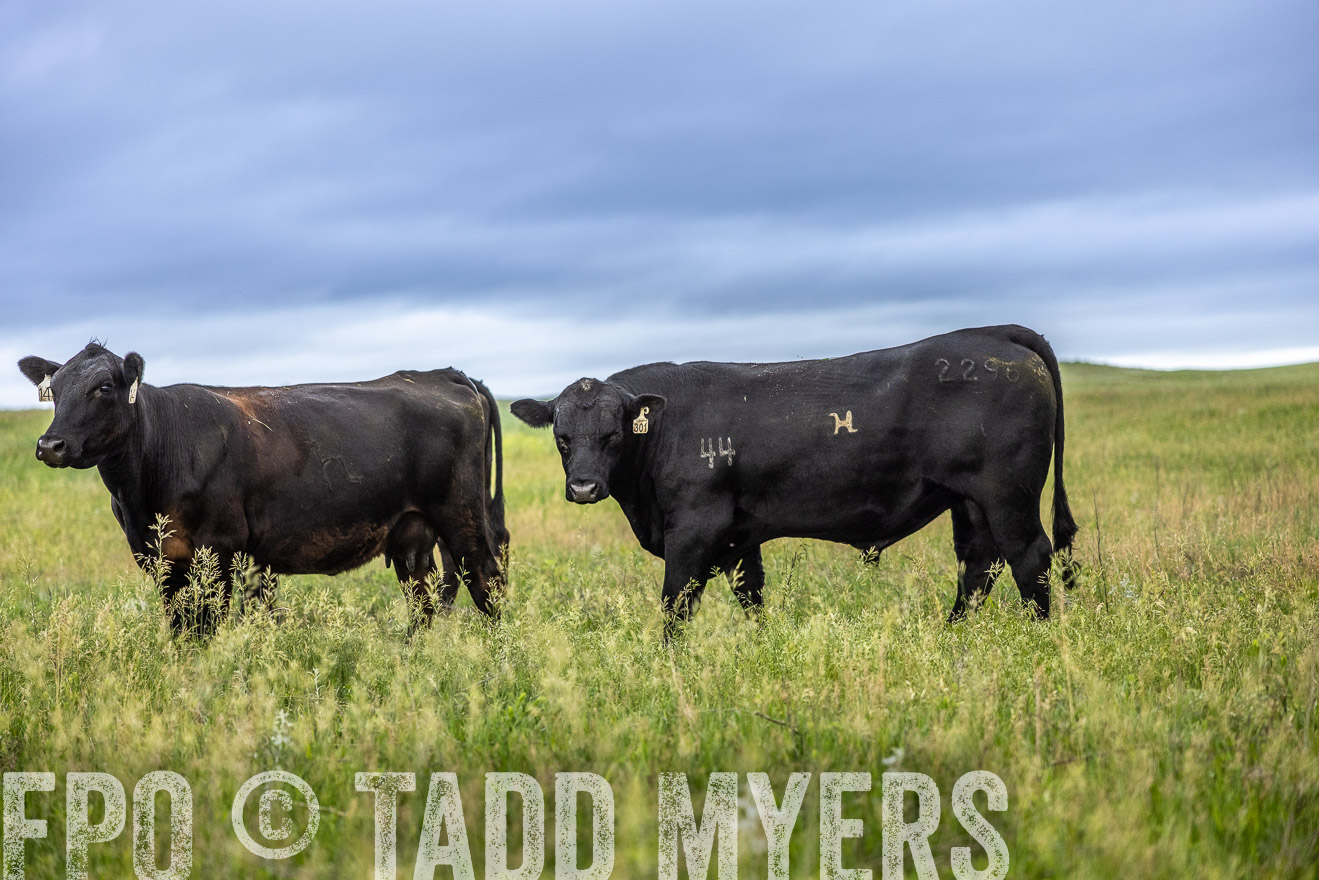 TMyers_PP_MilldaleRanch_Nebraska_June2024-515211