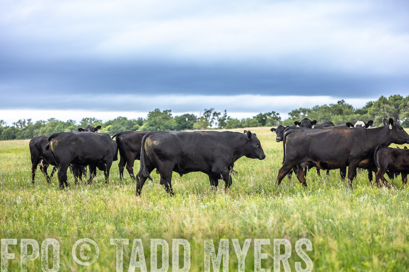 TMyers_PP_MilldaleRanch_Nebraska_June2024-515288
