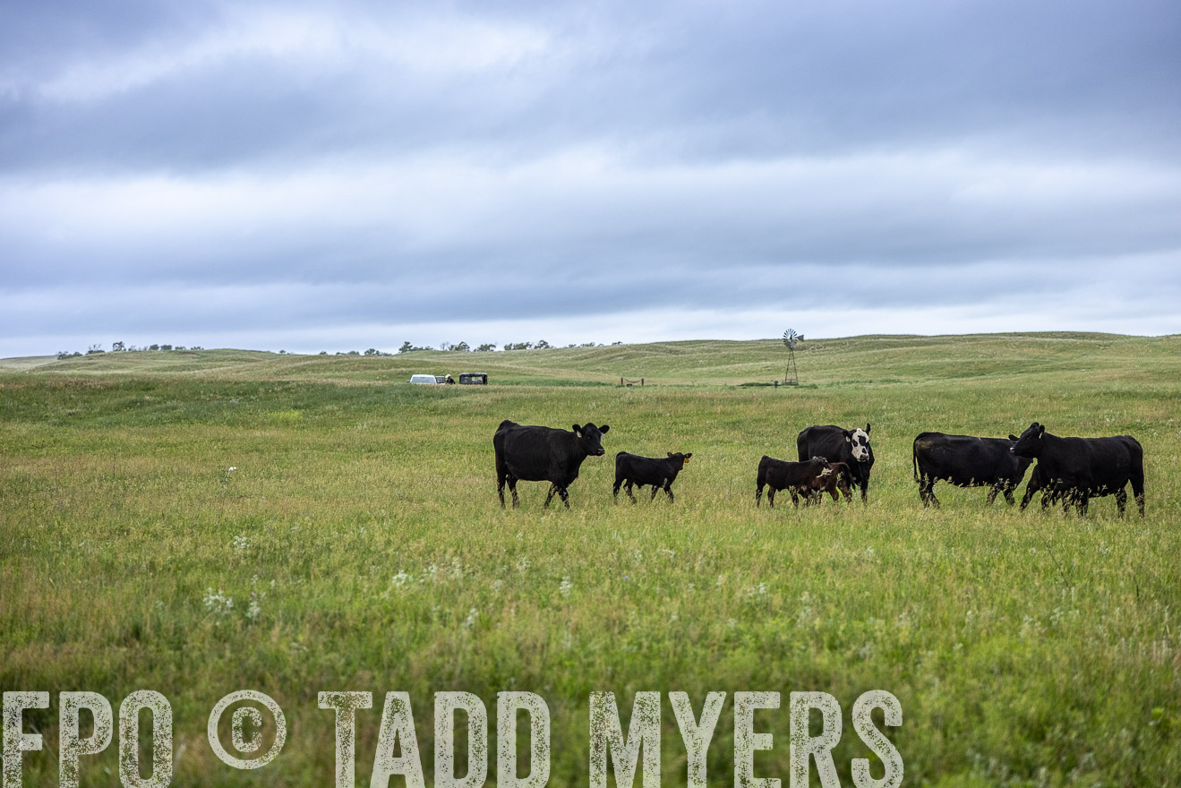 TMyers_PP_MilldaleRanch_Nebraska_June2024-515309