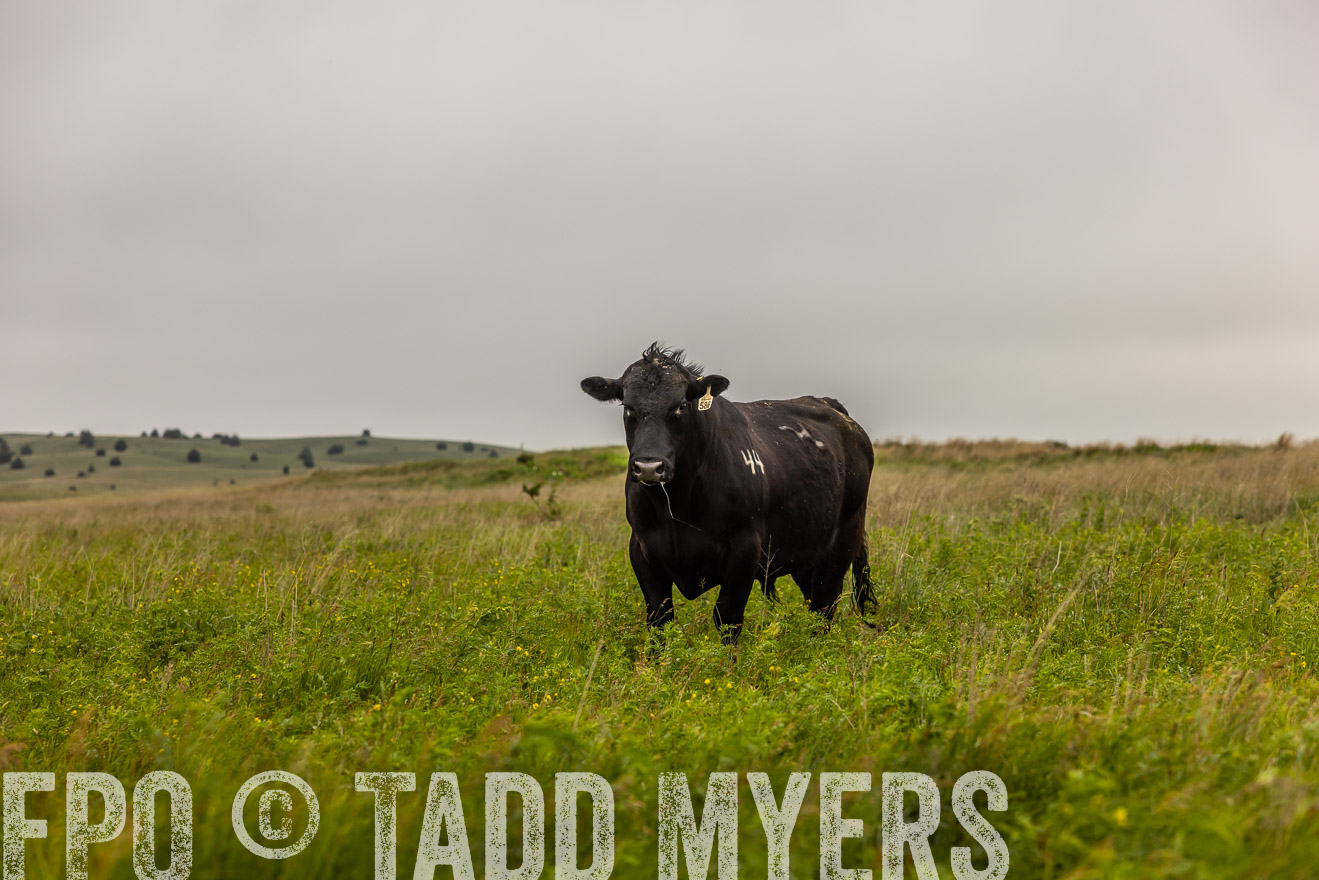 TMyers_PP_MilldaleRanch_Nebraska_June2024-515522