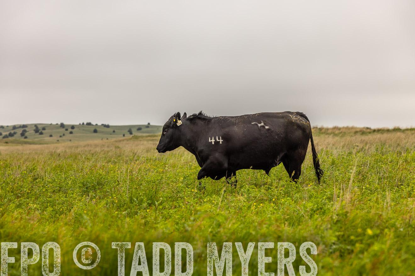 TMyers_PP_MilldaleRanch_Nebraska_June2024-515541