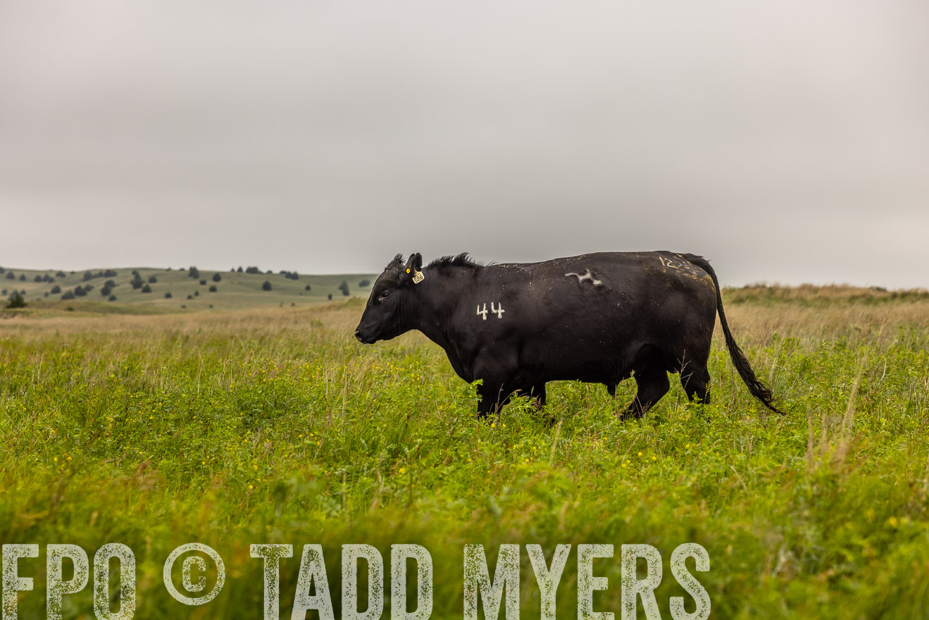 TMyers_PP_MilldaleRanch_Nebraska_June2024-515545