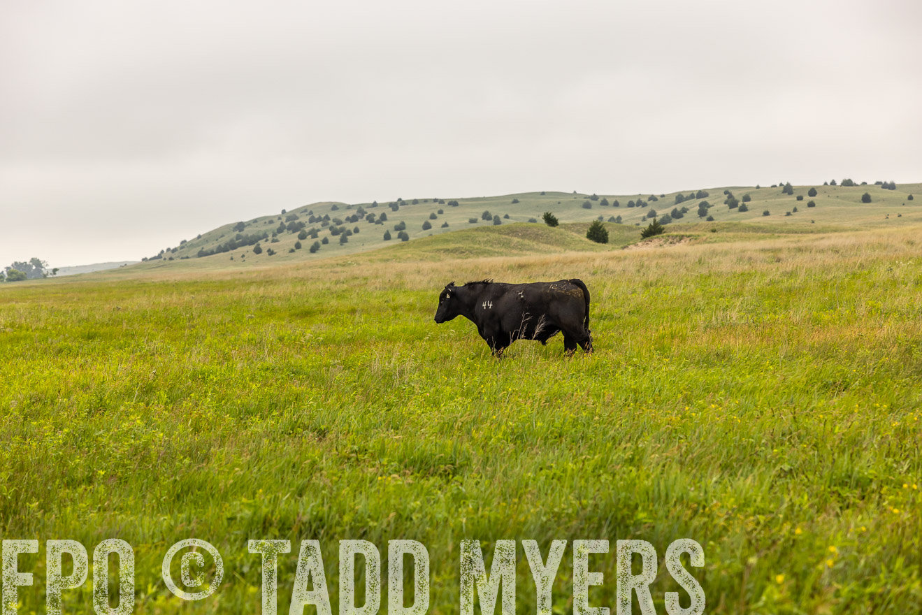 TMyers_PP_MilldaleRanch_Nebraska_June2024-515554