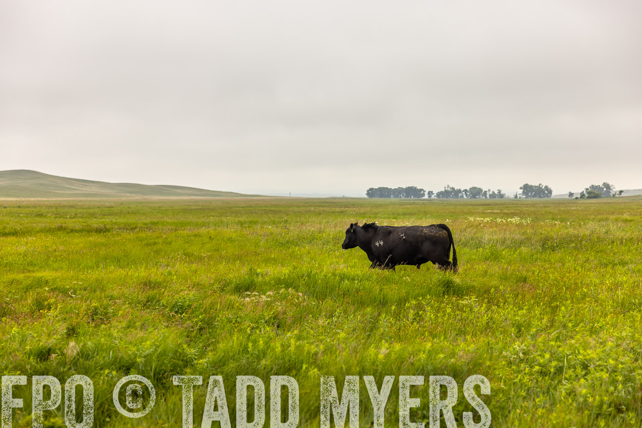 TMyers_PP_MilldaleRanch_Nebraska_June2024-515568