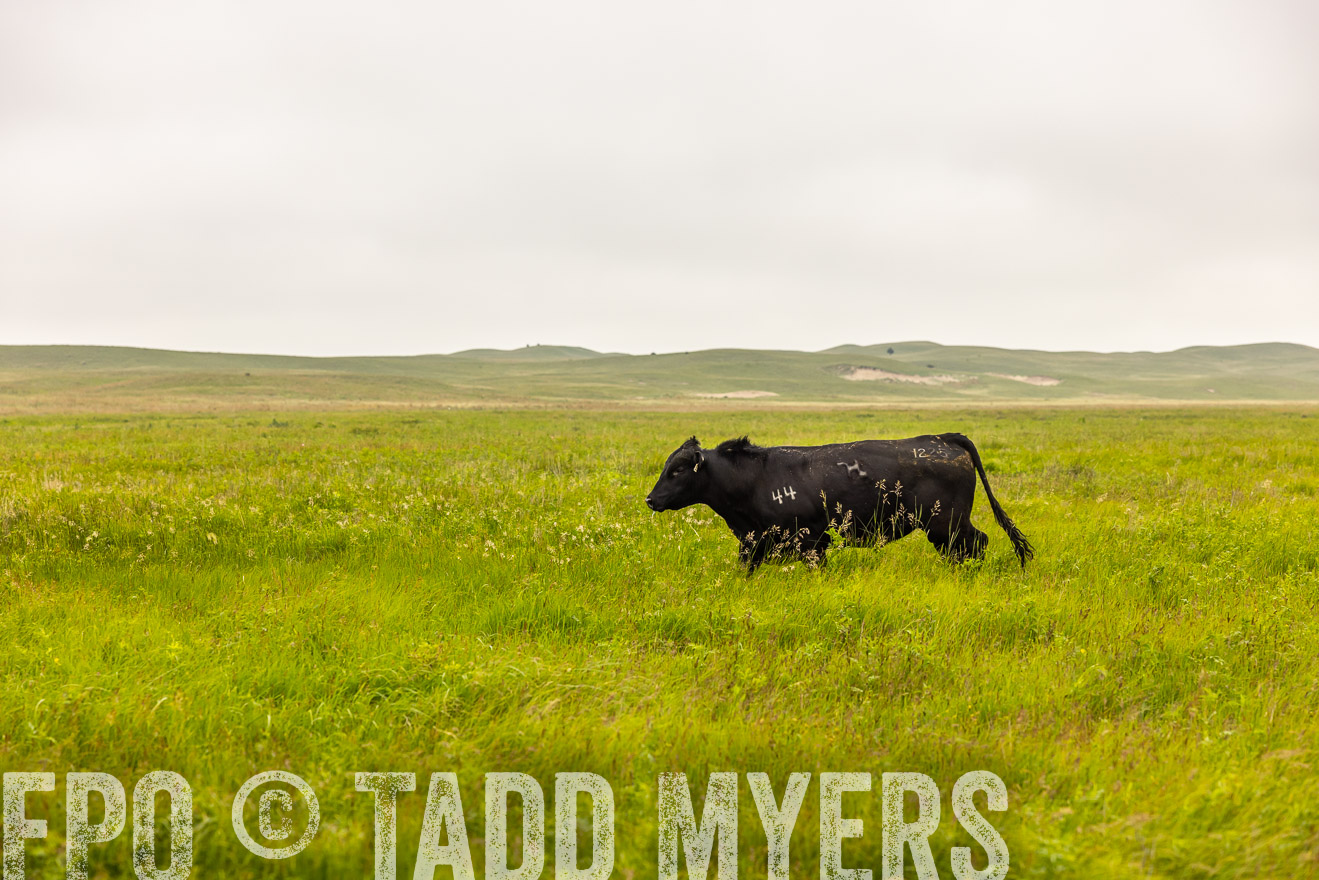 TMyers_PP_MilldaleRanch_Nebraska_June2024-515571