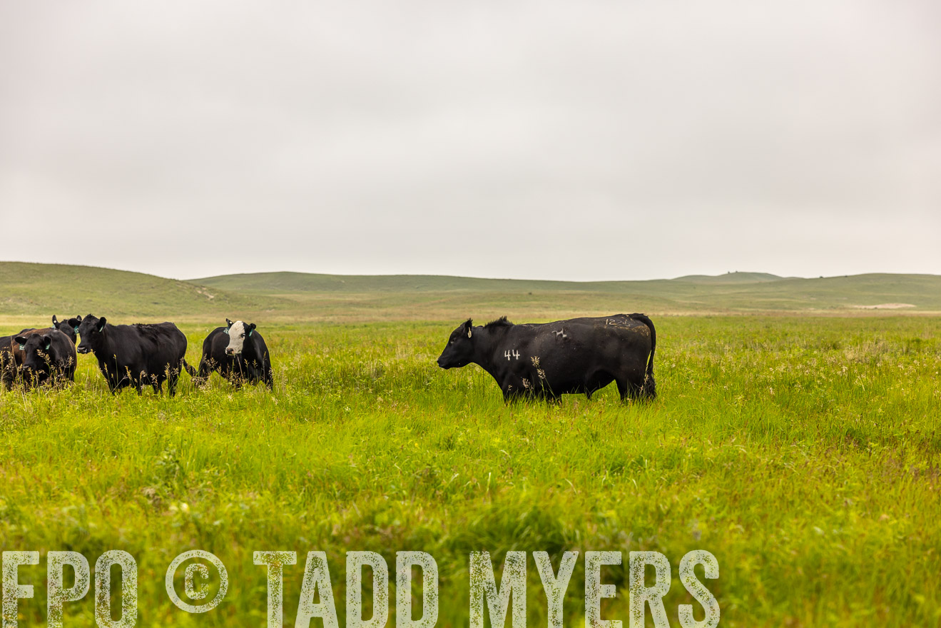 TMyers_PP_MilldaleRanch_Nebraska_June2024-515588
