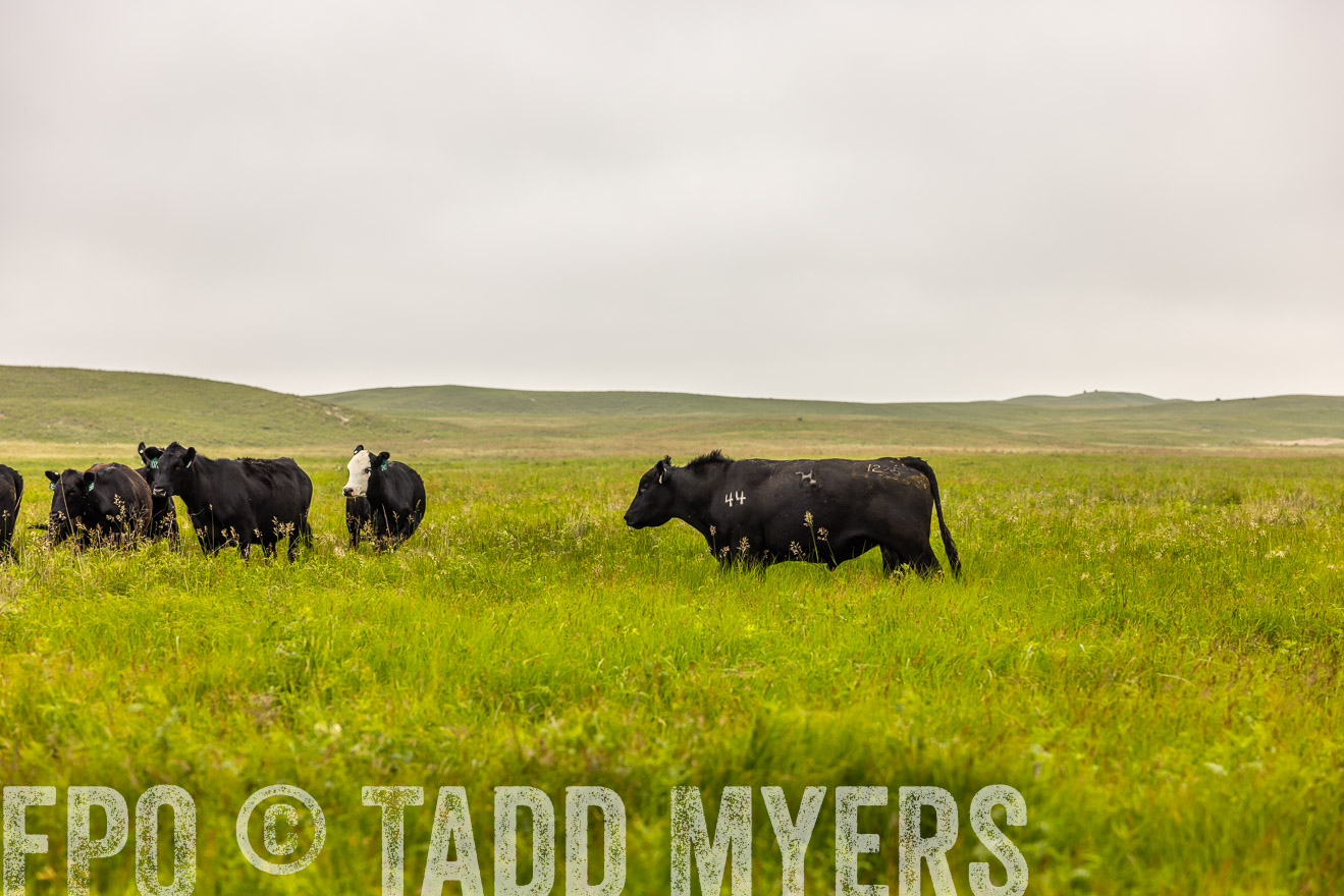 TMyers_PP_MilldaleRanch_Nebraska_June2024-515591