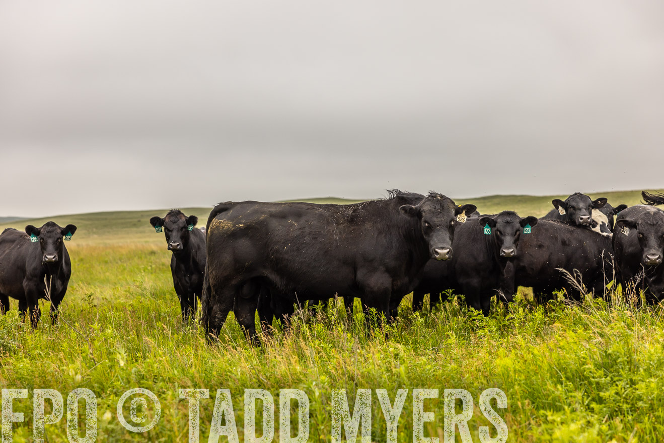 TMyers_PP_MilldaleRanch_Nebraska_June2024-515598