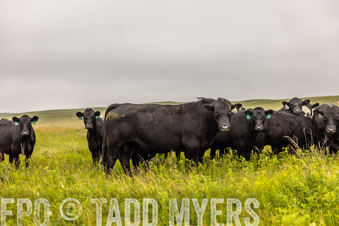 TMyers_PP_MilldaleRanch_Nebraska_June2024-515602