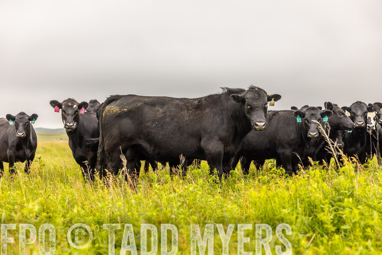 TMyers_PP_MilldaleRanch_Nebraska_June2024-515615