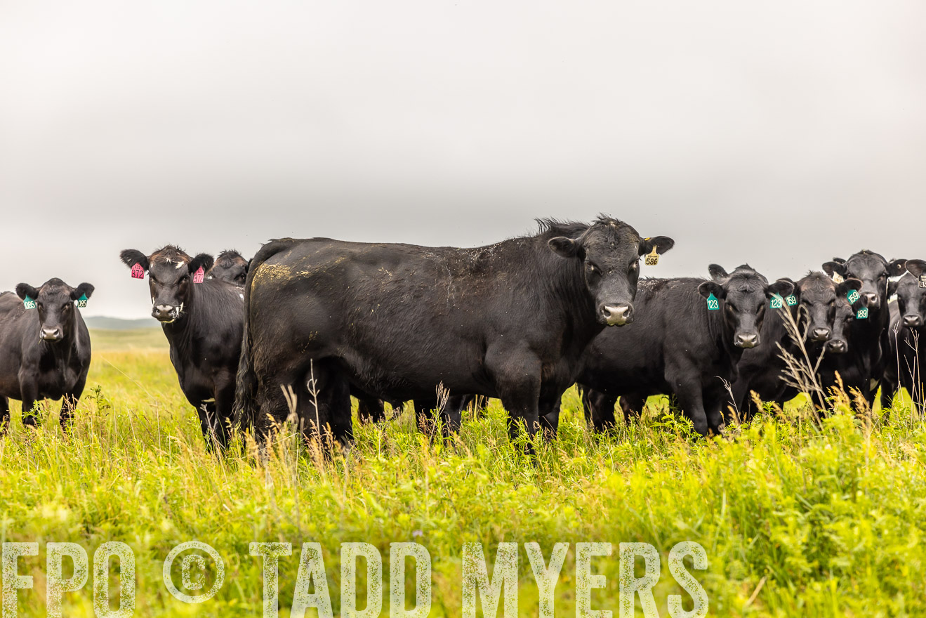 TMyers_PP_MilldaleRanch_Nebraska_June2024-515621
