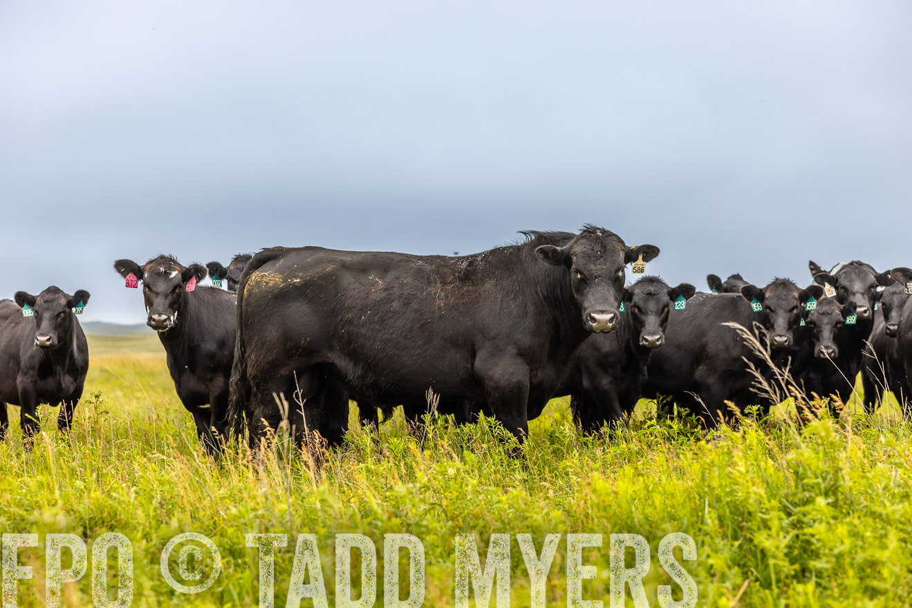 TMyers_PP_MilldaleRanch_Nebraska_June2024-515627