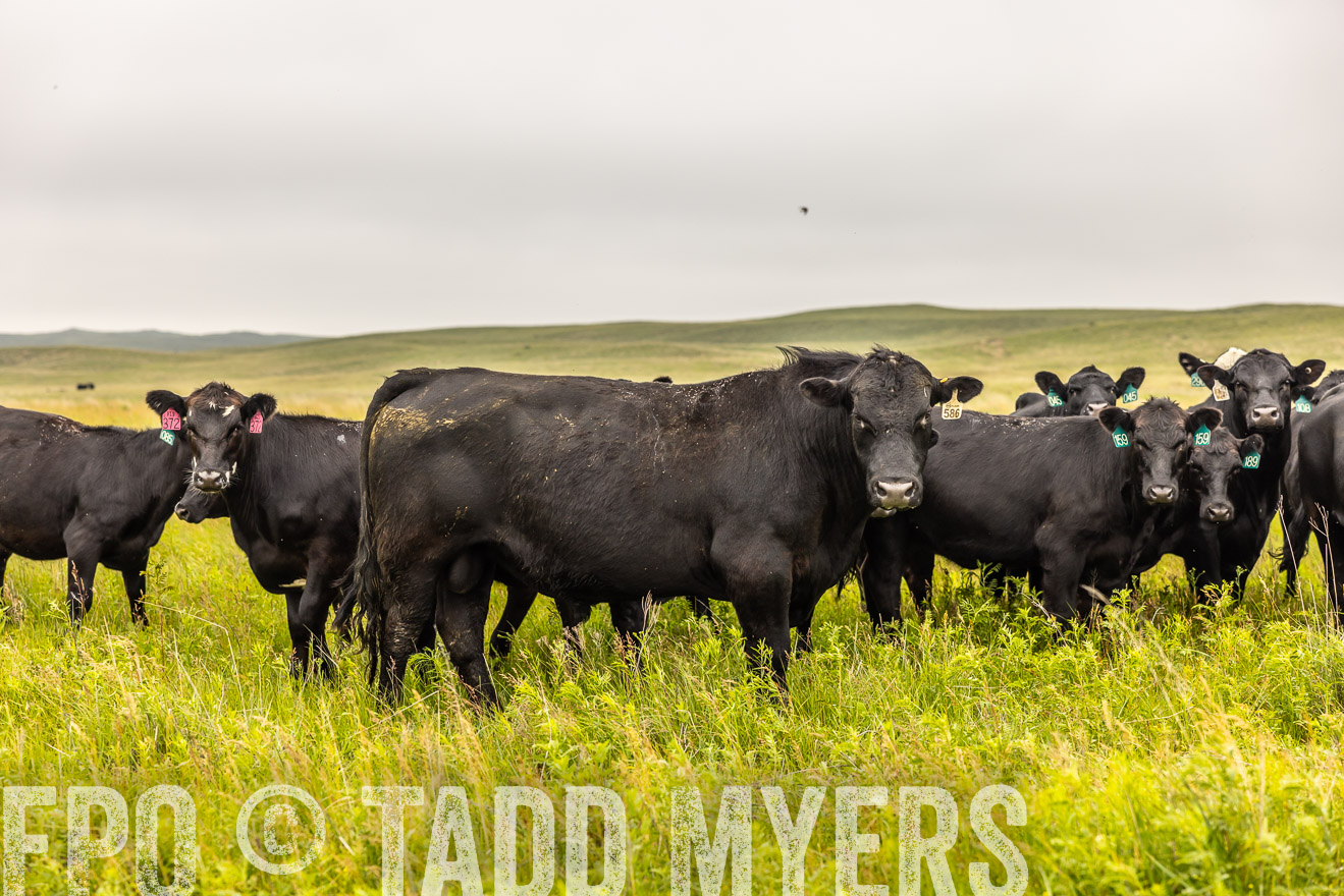 TMyers_PP_MilldaleRanch_Nebraska_June2024-515635