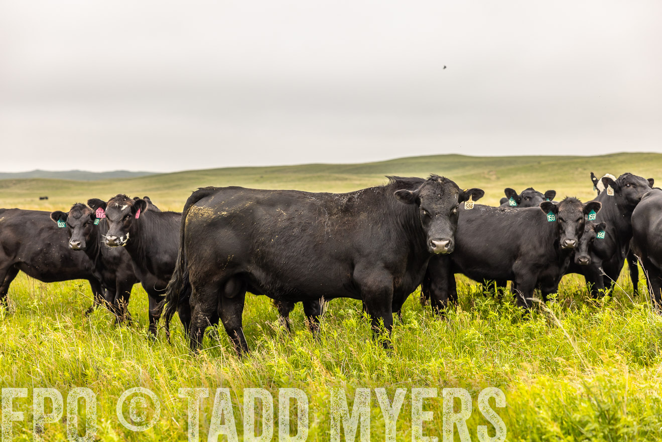 TMyers_PP_MilldaleRanch_Nebraska_June2024-515638