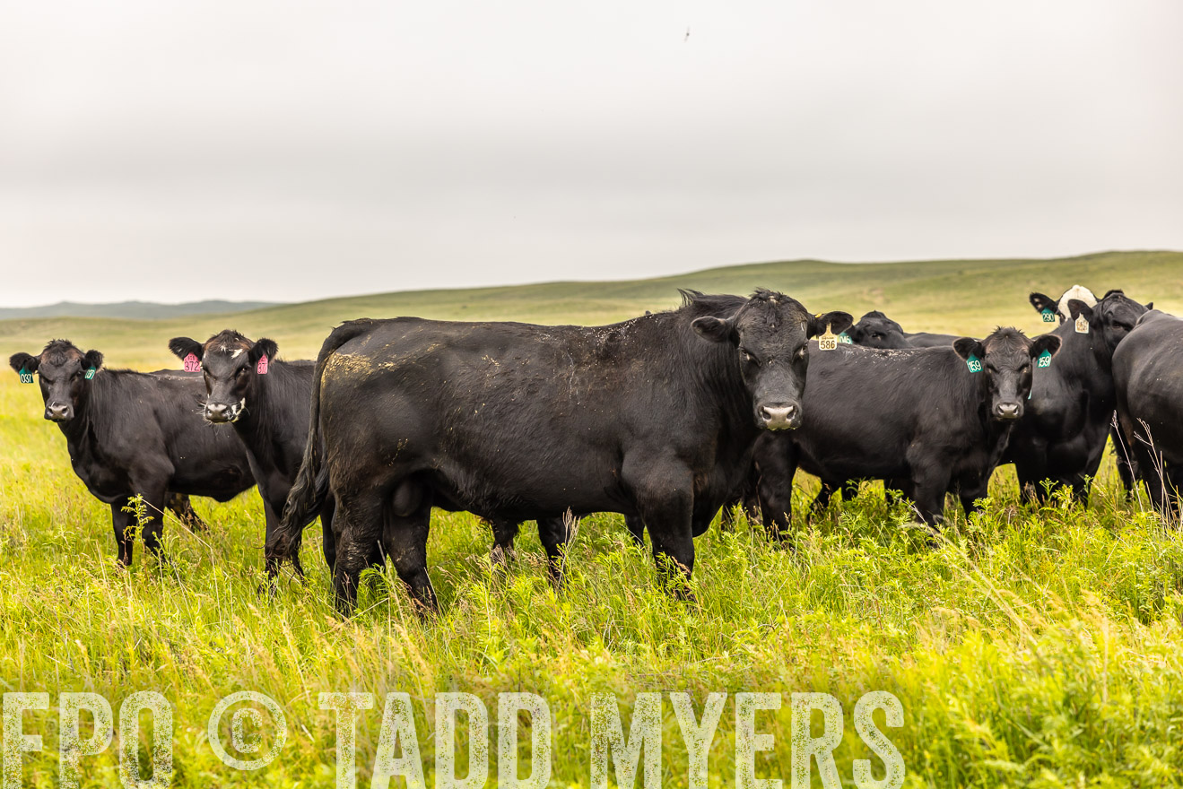 TMyers_PP_MilldaleRanch_Nebraska_June2024-515644