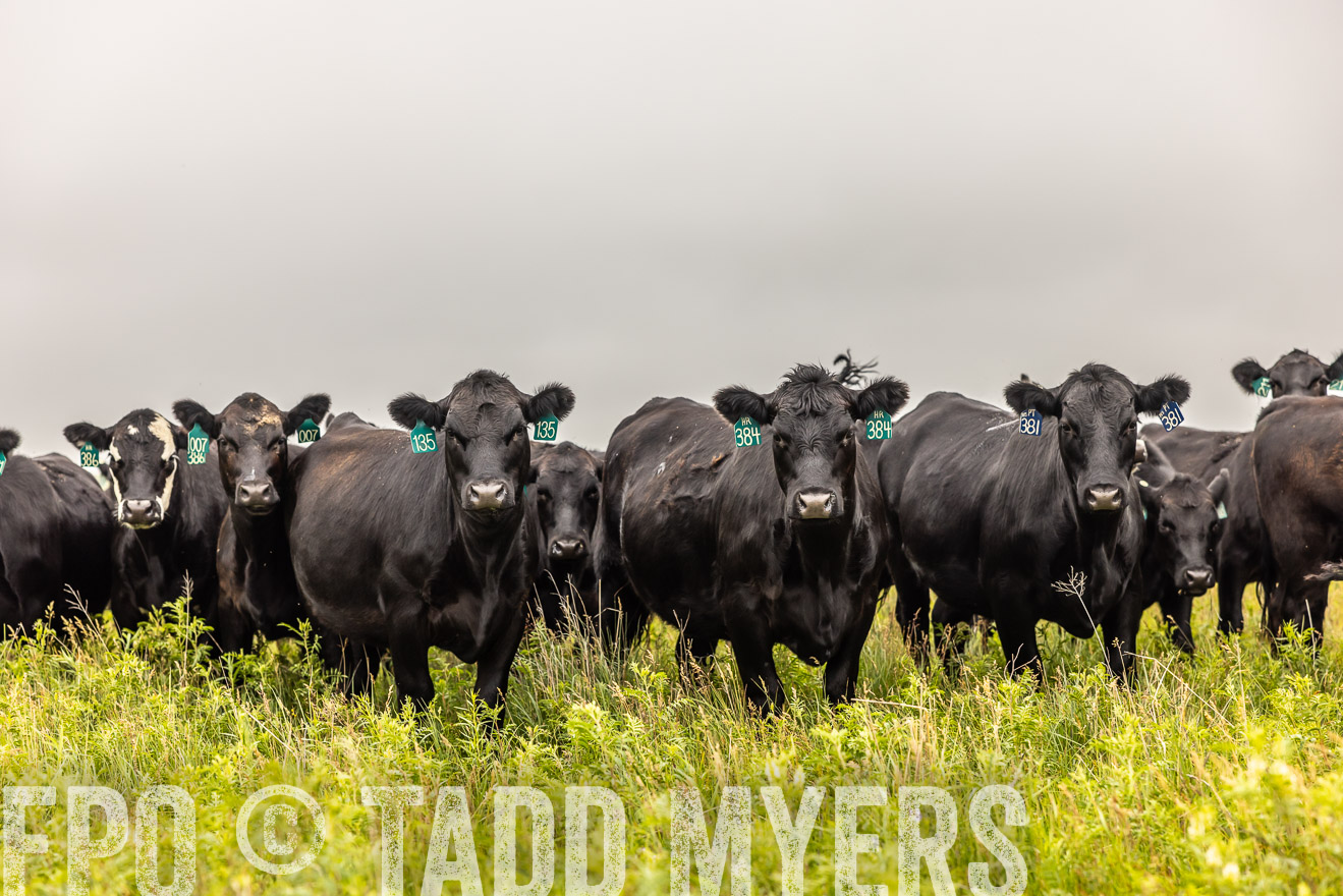 TMyers_PP_MilldaleRanch_Nebraska_June2024-515675