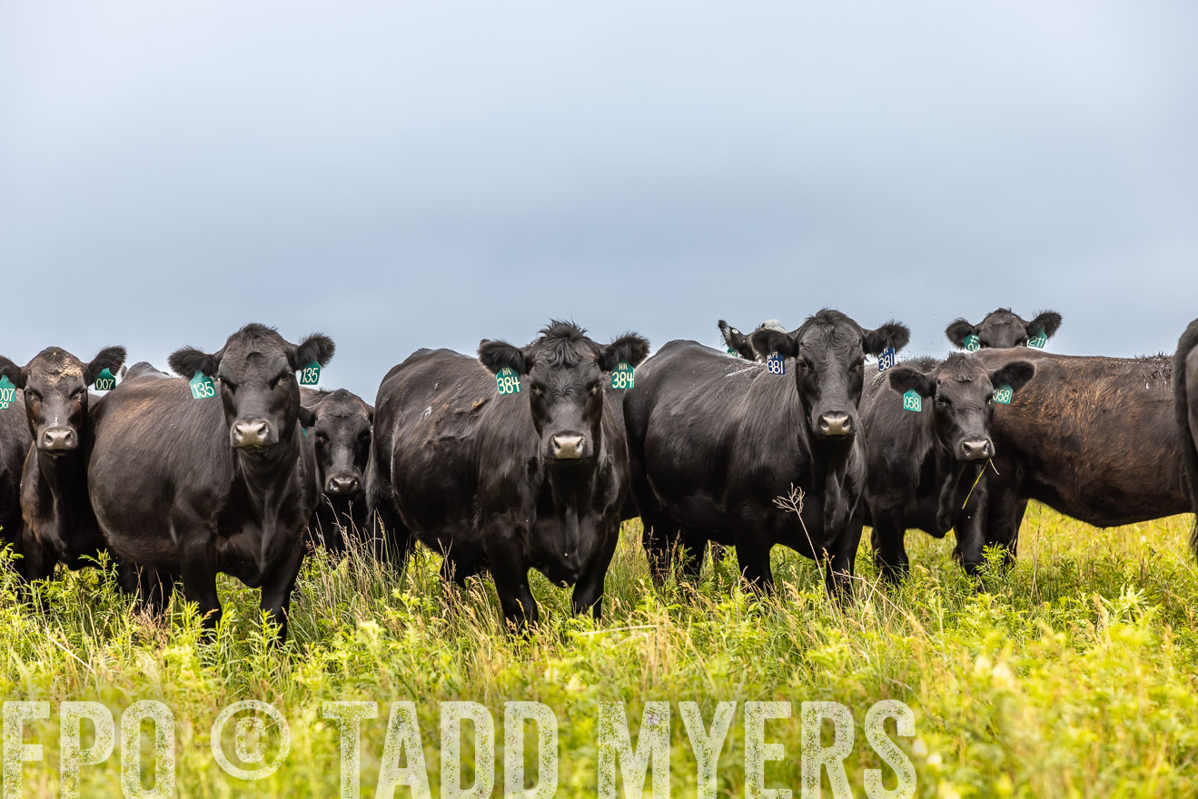 TMyers_PP_MilldaleRanch_Nebraska_June2024-515680