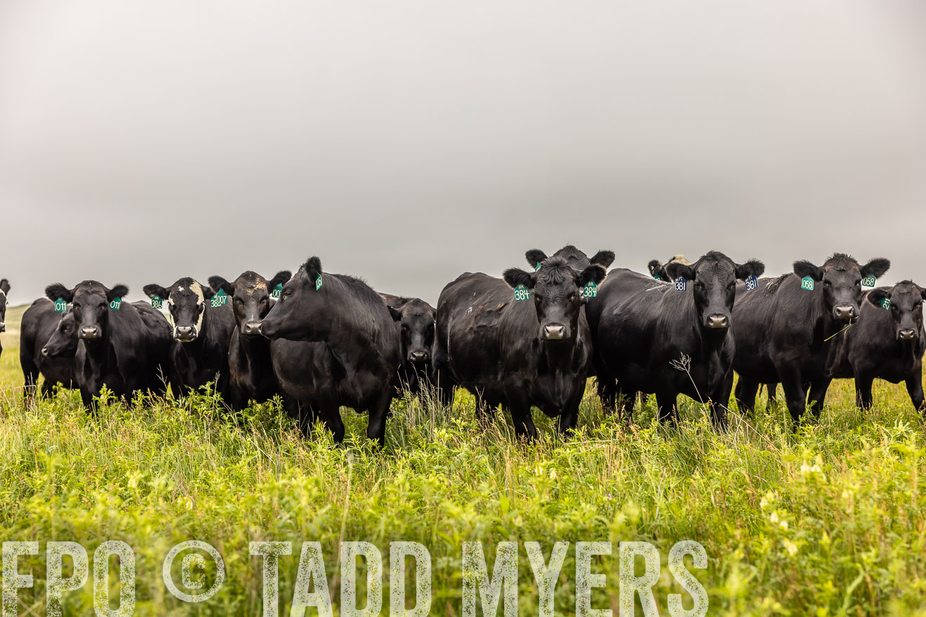 TMyers_PP_MilldaleRanch_Nebraska_June2024-515692