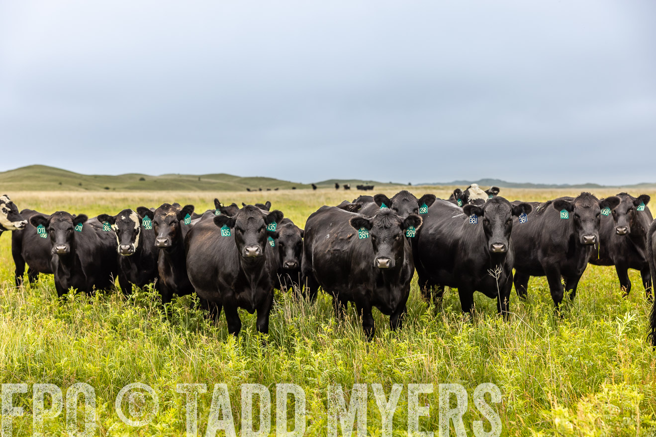 TMyers_PP_MilldaleRanch_Nebraska_June2024-515699