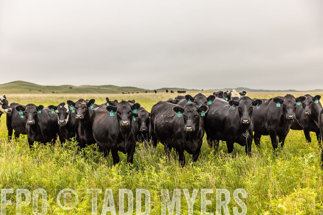 TMyers_PP_MilldaleRanch_Nebraska_June2024-515701