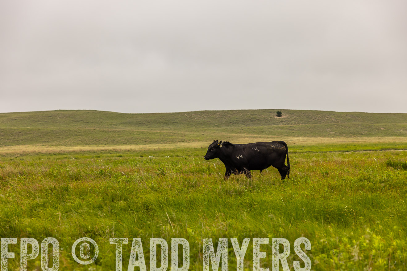 TMyers_PP_MilldaleRanch_Nebraska_June2024-515712