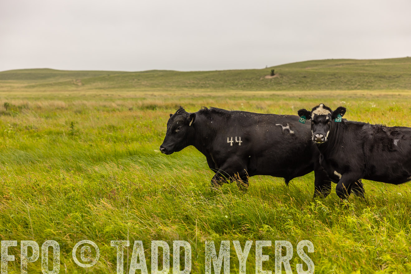 TMyers_PP_MilldaleRanch_Nebraska_June2024-515734