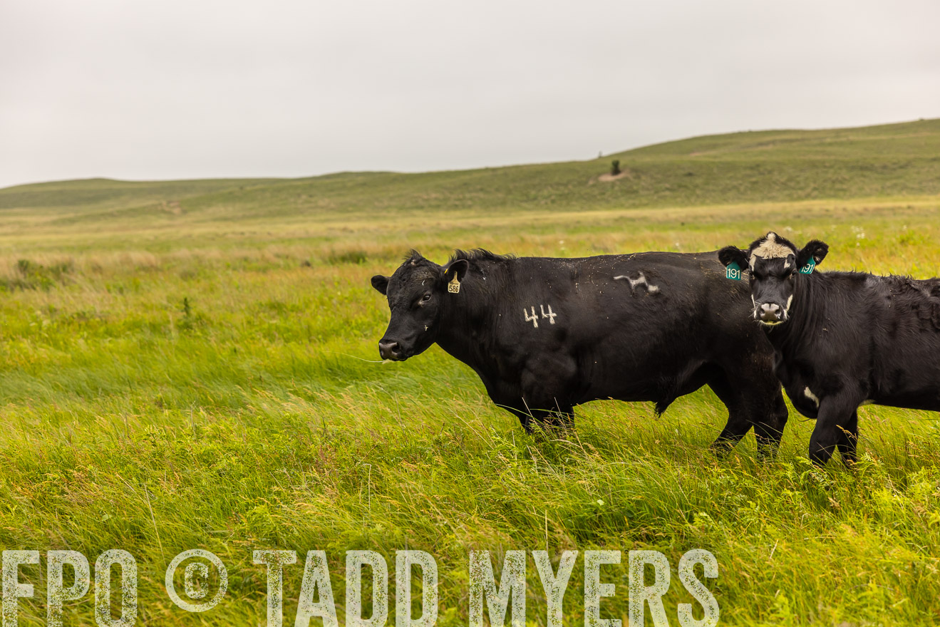 TMyers_PP_MilldaleRanch_Nebraska_June2024-515736