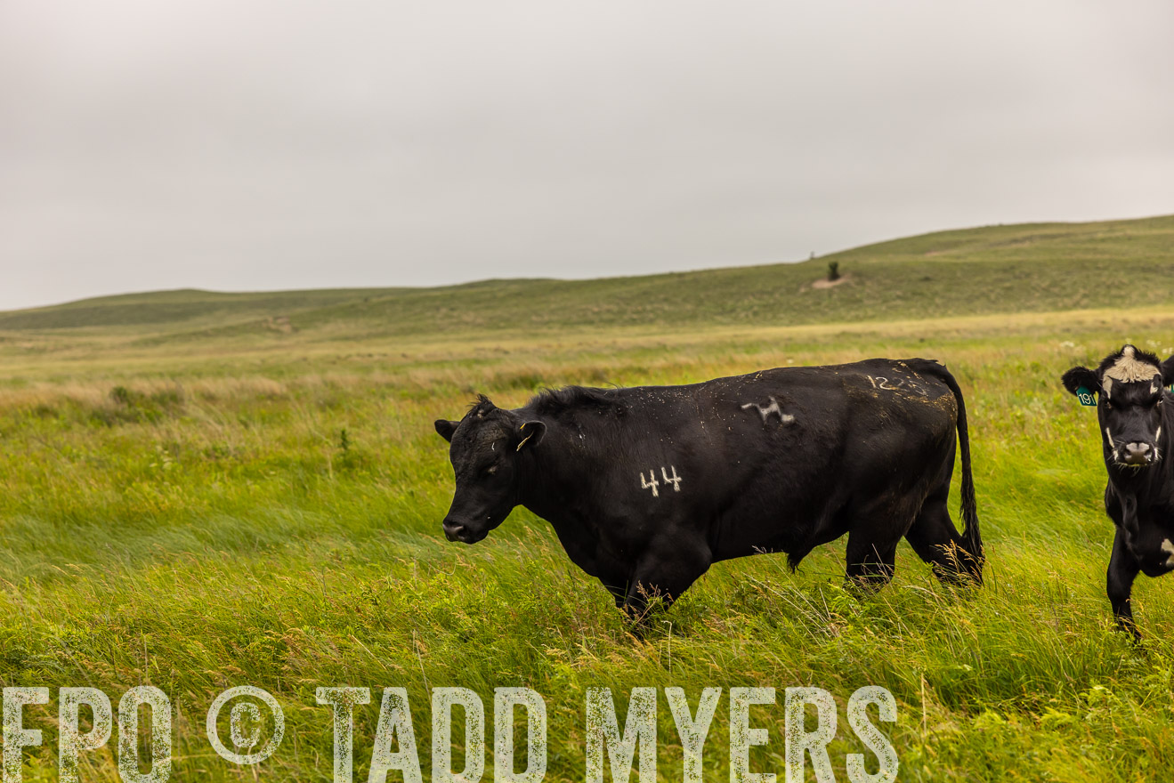 TMyers_PP_MilldaleRanch_Nebraska_June2024-515739