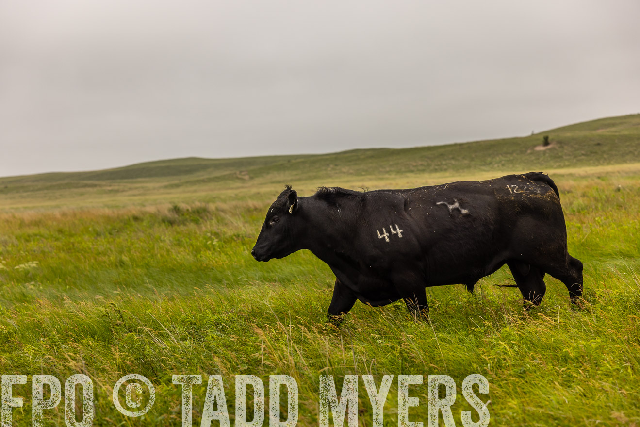 TMyers_PP_MilldaleRanch_Nebraska_June2024-515747