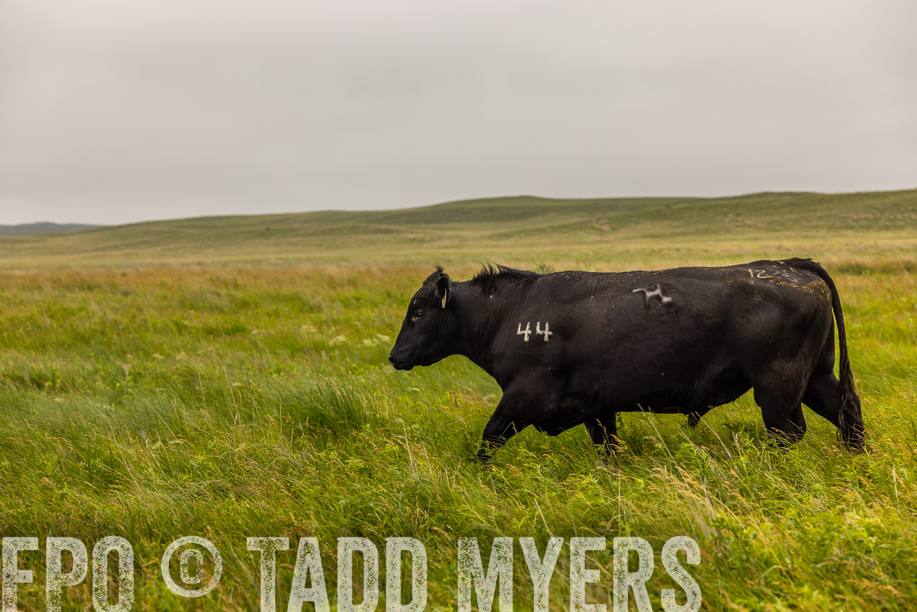 TMyers_PP_MilldaleRanch_Nebraska_June2024-515761