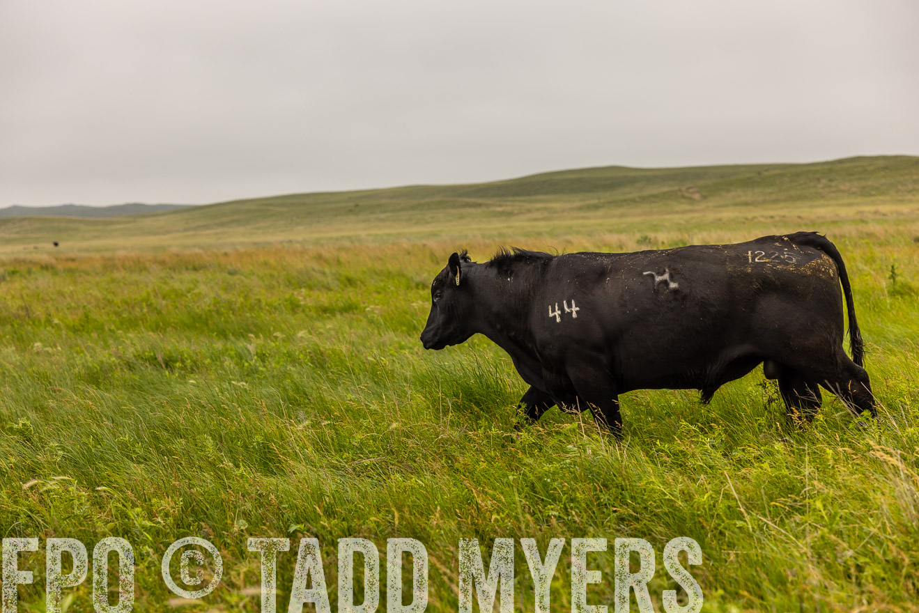 TMyers_PP_MilldaleRanch_Nebraska_June2024-515764