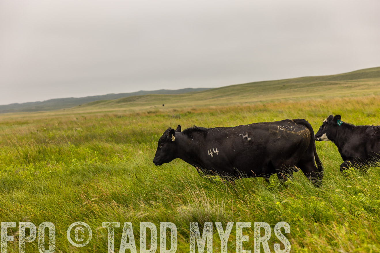 TMyers_PP_MilldaleRanch_Nebraska_June2024-515779