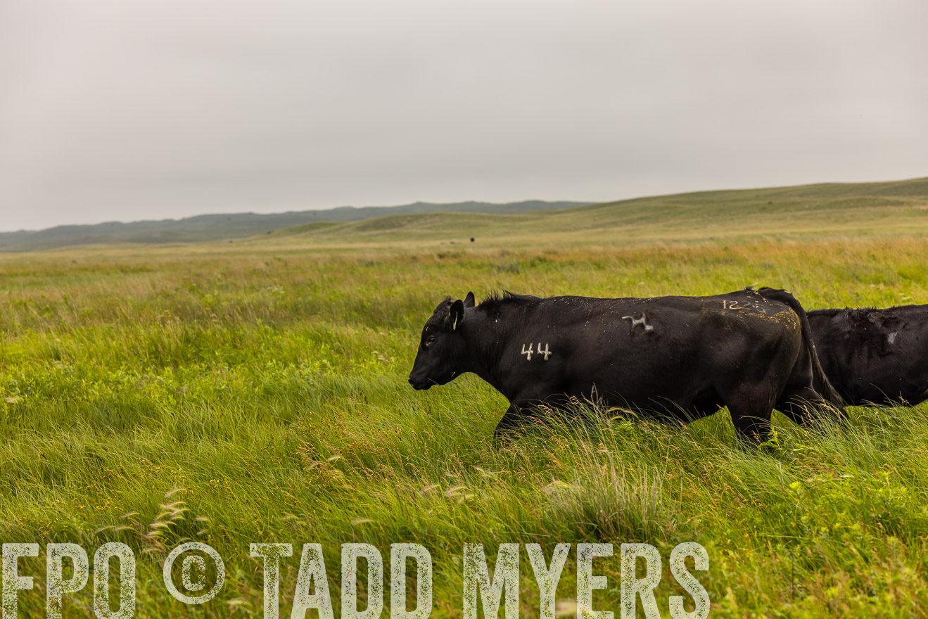 TMyers_PP_MilldaleRanch_Nebraska_June2024-515783