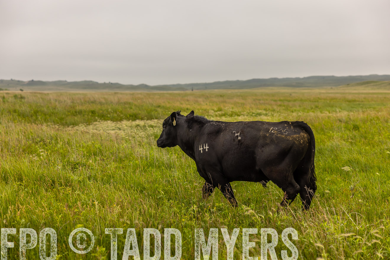 TMyers_PP_MilldaleRanch_Nebraska_June2024-515801