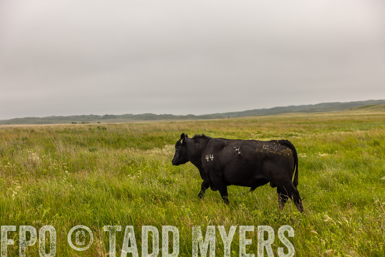 TMyers_PP_MilldaleRanch_Nebraska_June2024-515804