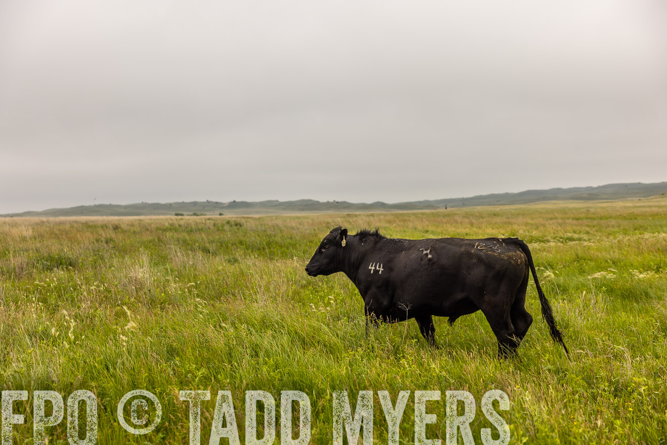 TMyers_PP_MilldaleRanch_Nebraska_June2024-515807