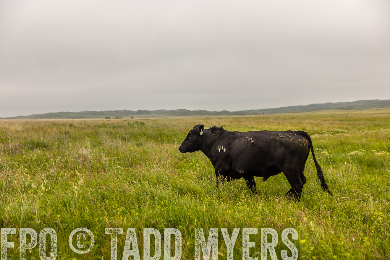 TMyers_PP_MilldaleRanch_Nebraska_June2024-515808