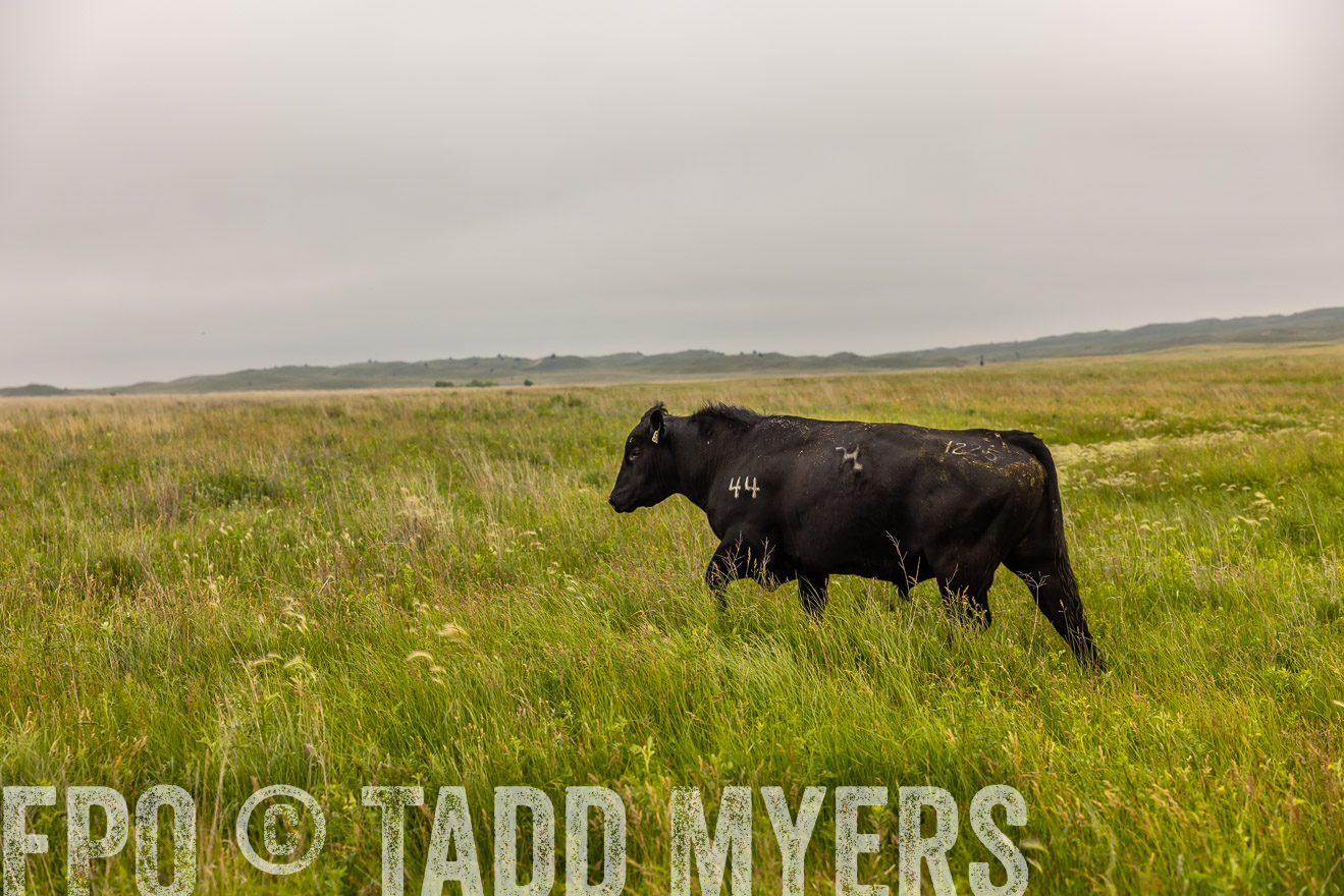 TMyers_PP_MilldaleRanch_Nebraska_June2024-515814