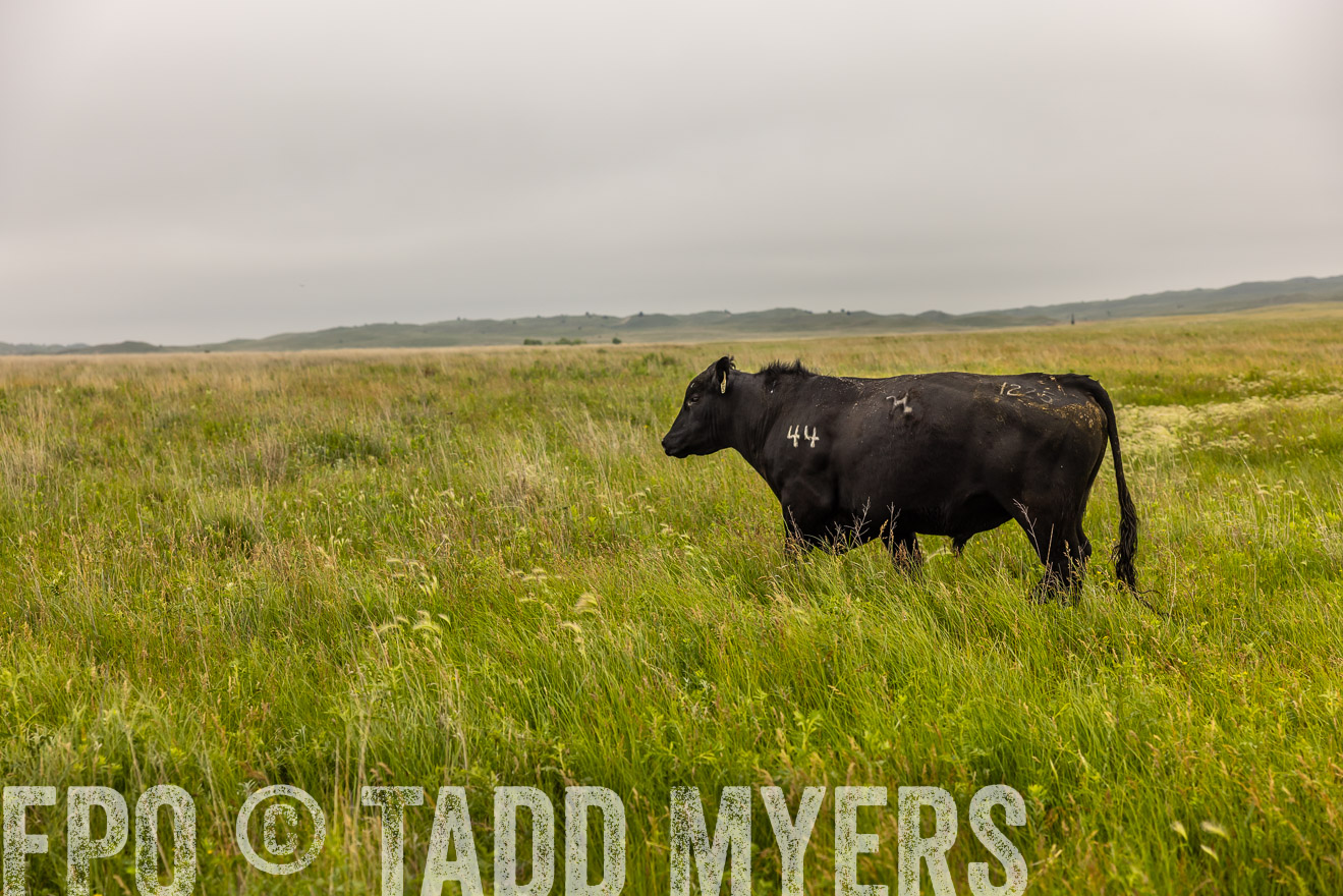TMyers_PP_MilldaleRanch_Nebraska_June2024-515815